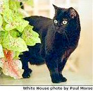 India - Zwarte Witte Huis kat